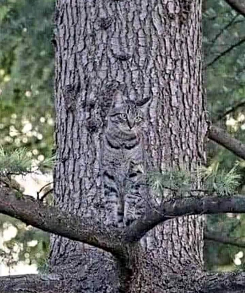 Cheezburger Image 10625286656