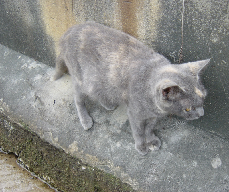 Cheezburger Image 10625287168