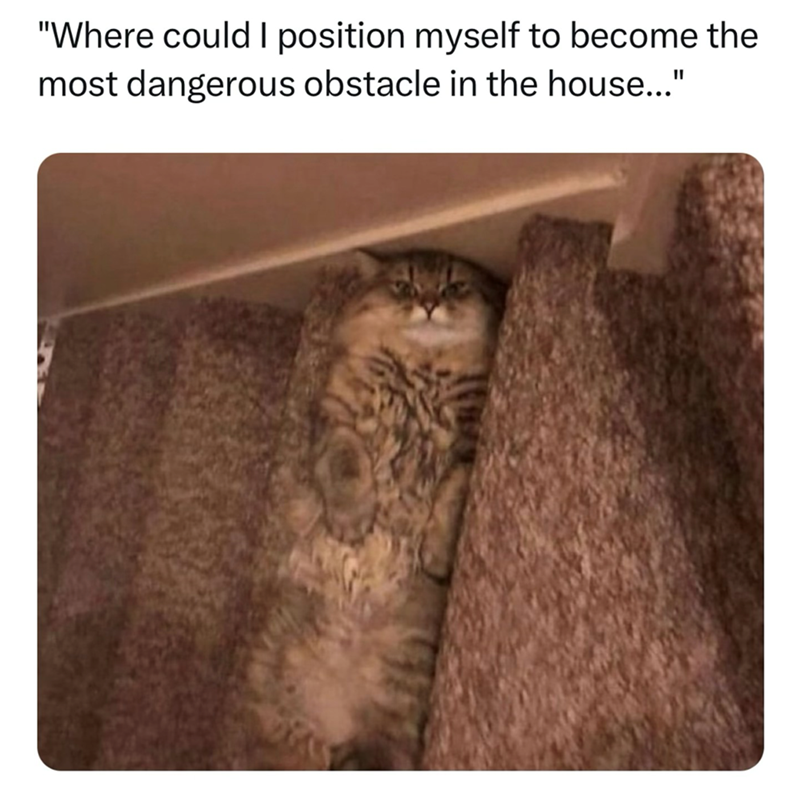 "Where could I position myself to become the most dangerous obstacle in the house..."