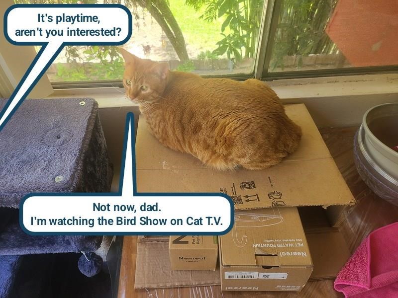 Cheezburger Image 10625332992