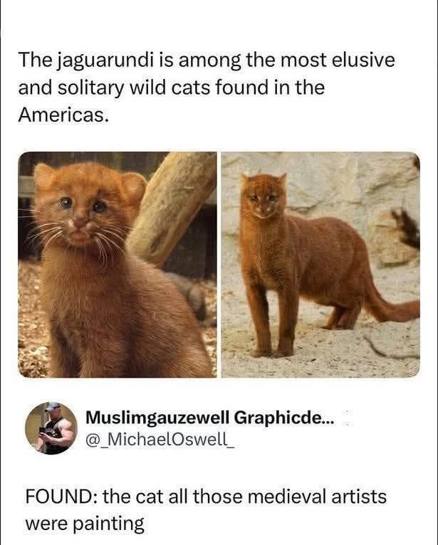 The jaguarundi is among the most elusive and solitary wild cats found in the Americas. Muslimgauzewell Graphicde... @_MichaelOswell_ FOUND: the cat all those medieval artists were painting