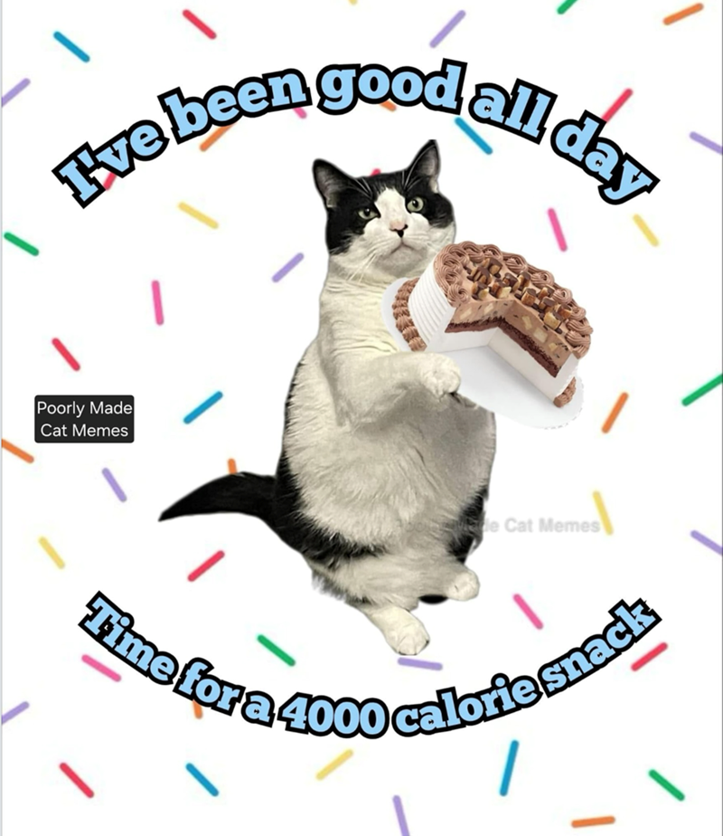 Tve been good all day Poorly Made Cat Memes Made Cat Memes Time for a 4000 calorie snack