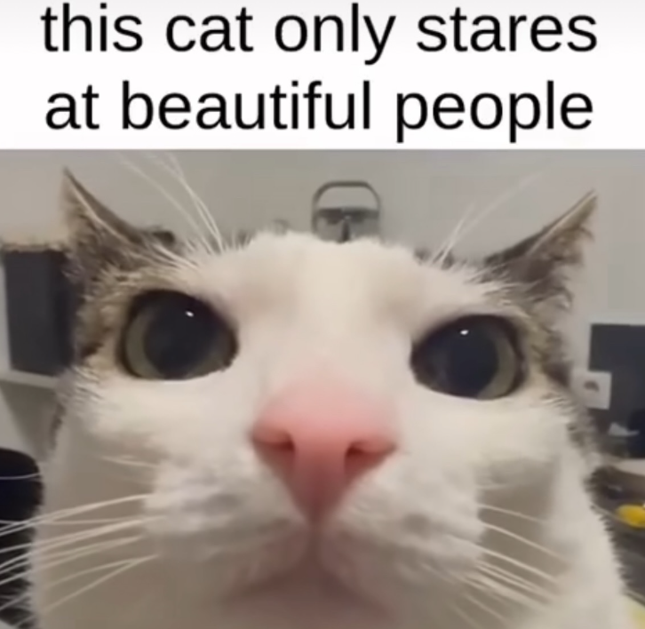 this cat only stares at beautiful people