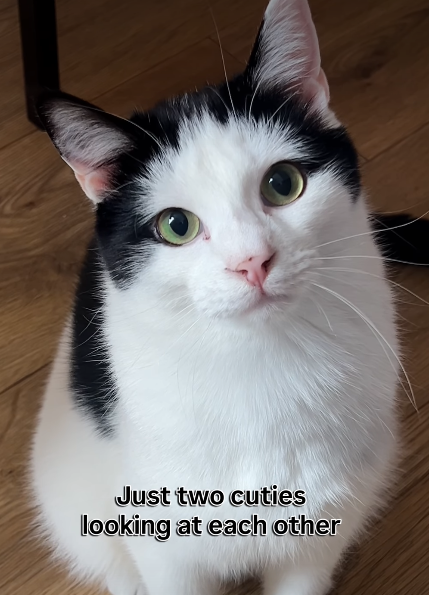 Just two cuties looking at each other