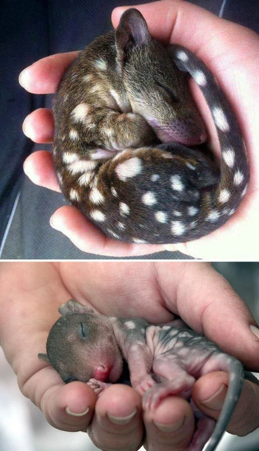 Cheezburger Image 10625381632