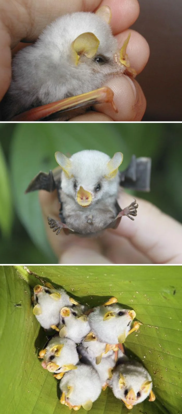 Cheezburger Image 10625383424