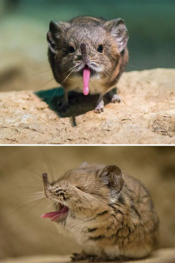 Cheezburger Image 10625383680