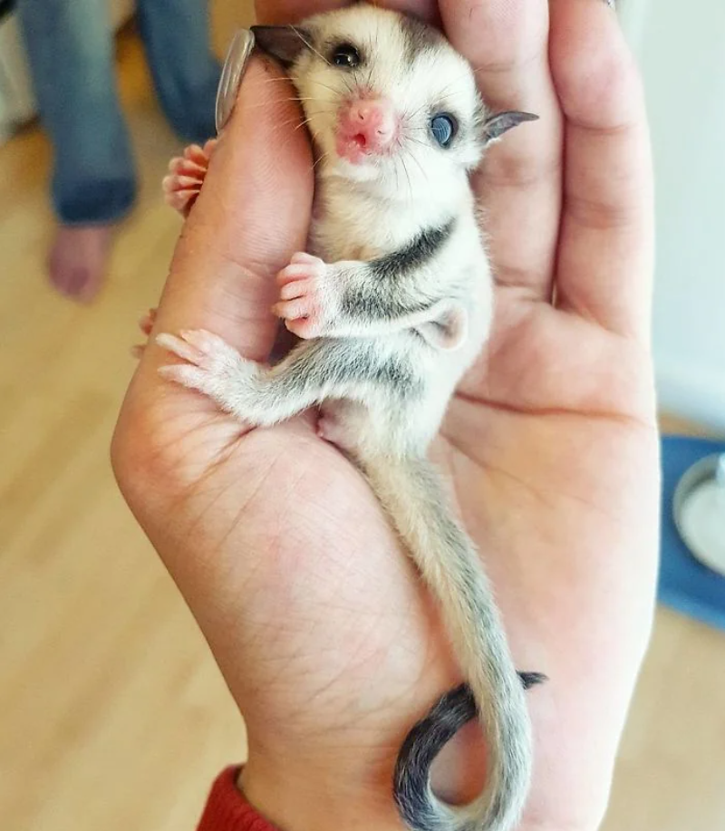 Cheezburger Image 10625383936