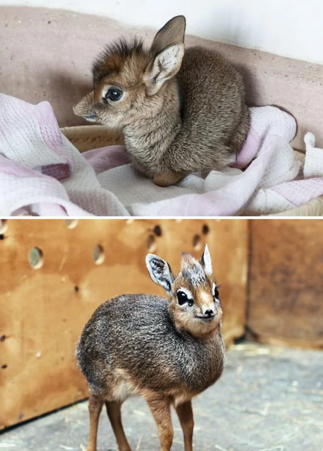 Cheezburger Image 10625384192