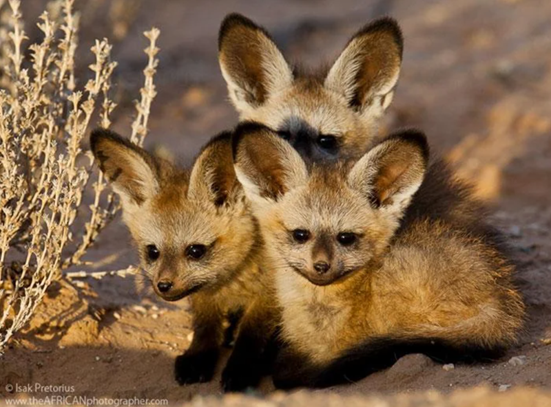 Isak Pretorius www.theAFRICANphotographer.com