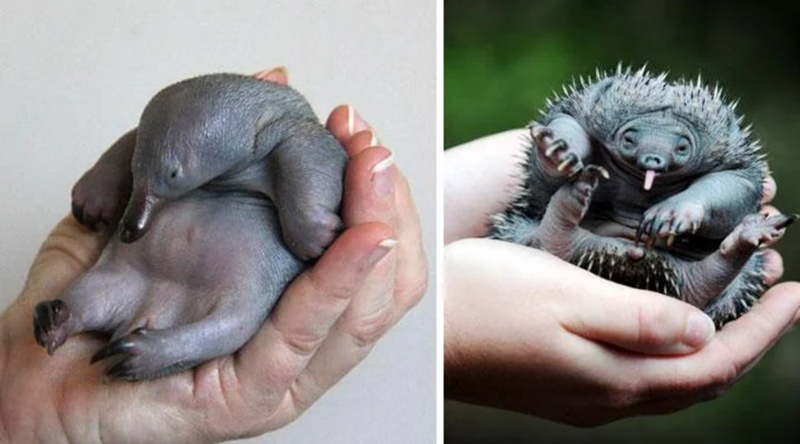 Cheezburger Image 10625384960