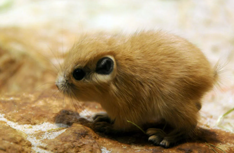 Cheezburger Image 10625385216