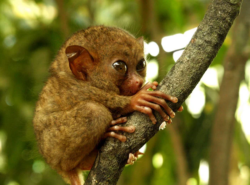 Cheezburger Image 10625385472