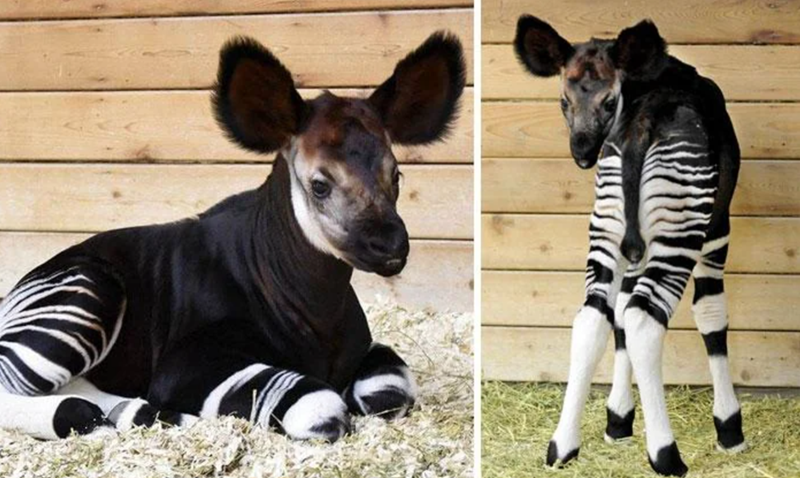 Cheezburger Image 10625385728