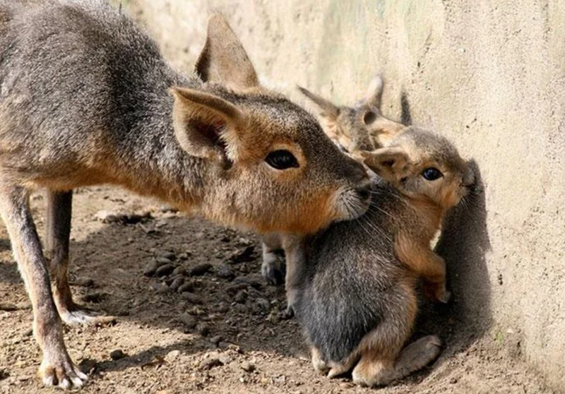 Cheezburger Image 10625386752