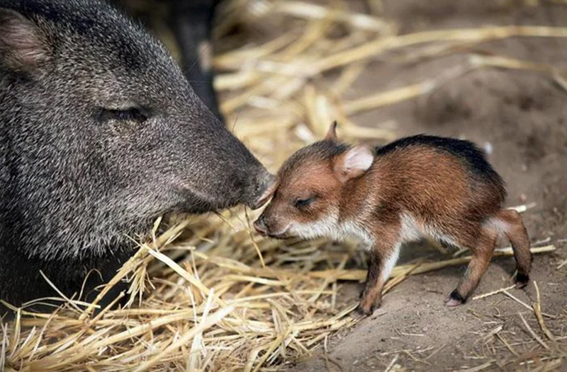 Cheezburger Image 10625387008