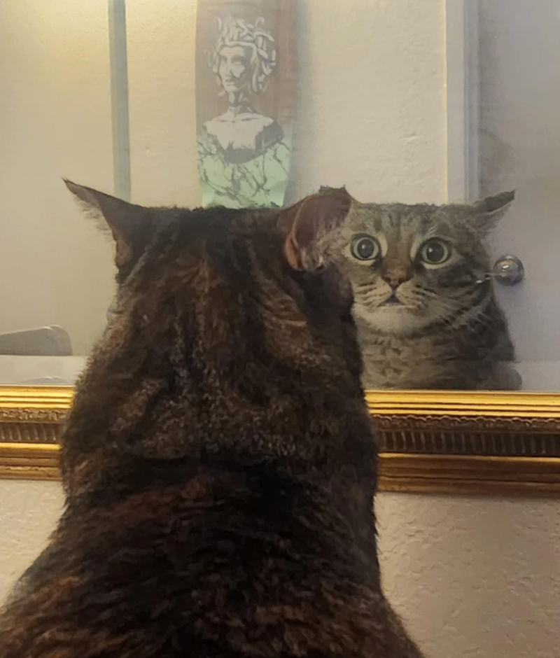 Cheezburger Image 10625388544