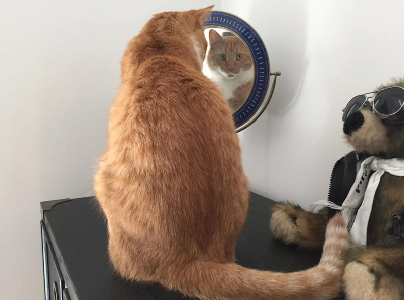 Cheezburger Image 10625388800