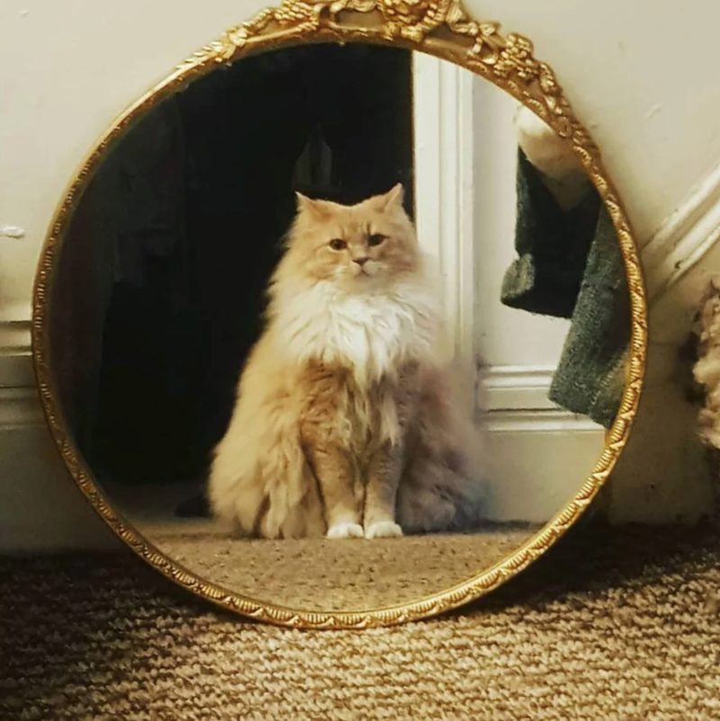 Cheezburger Image 10625389056