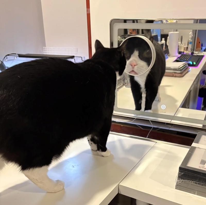 Cheezburger Image 10625389824