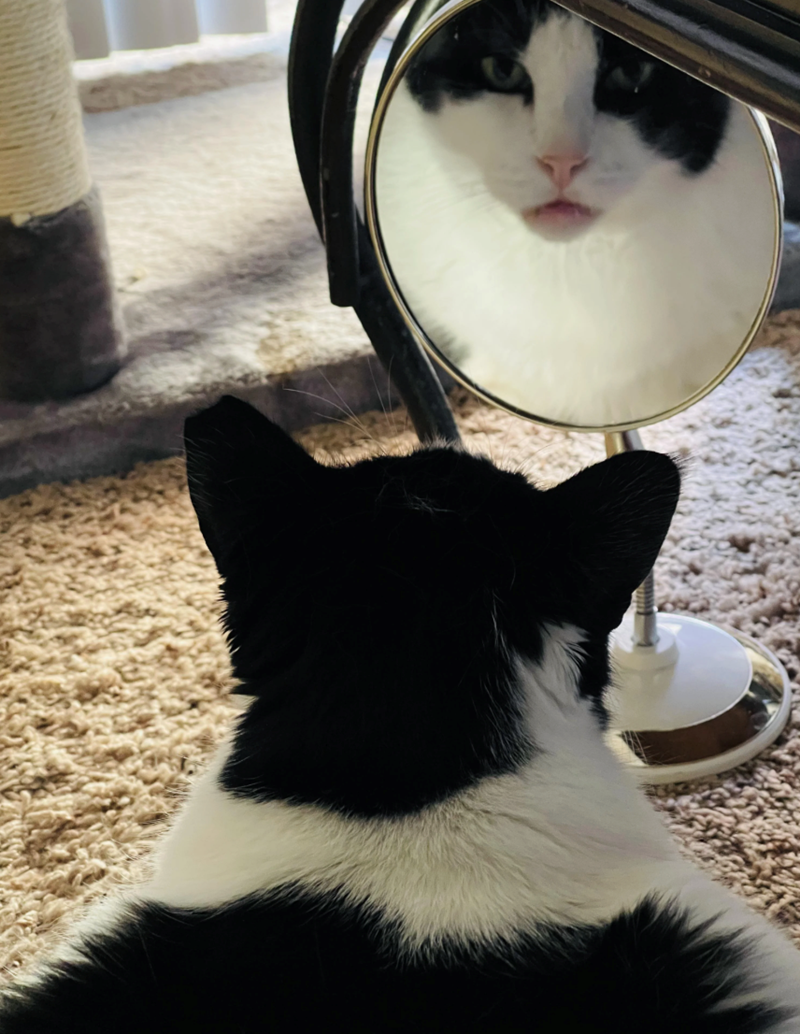 Cheezburger Image 10625390336