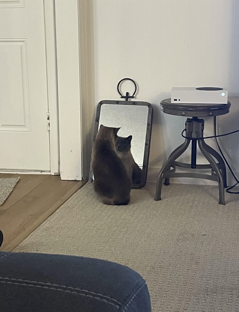 Cheezburger Image 10625390592