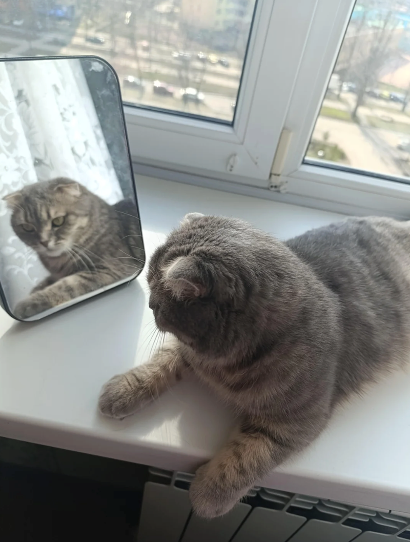 Cheezburger Image 10625390848