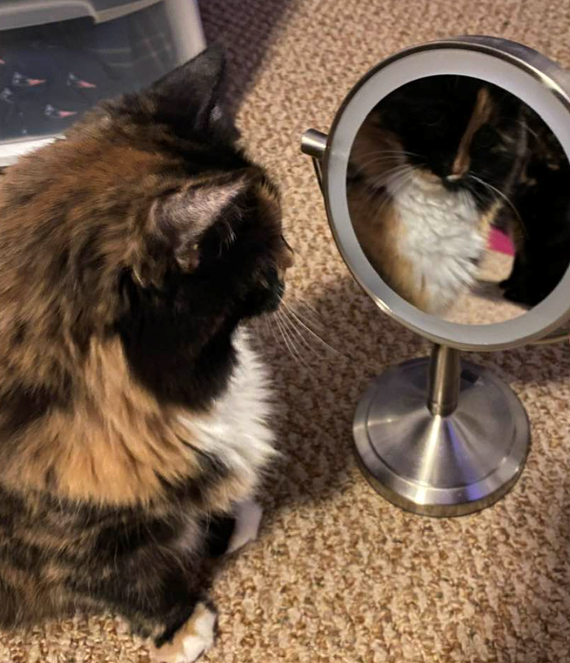 Cheezburger Image 10625391104