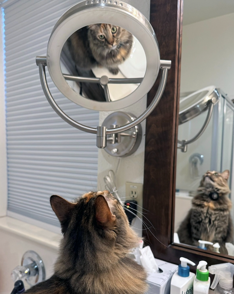 Cheezburger Image 10625391360