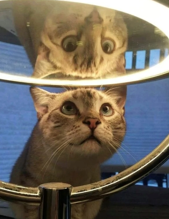 Cheezburger Image 10625391872