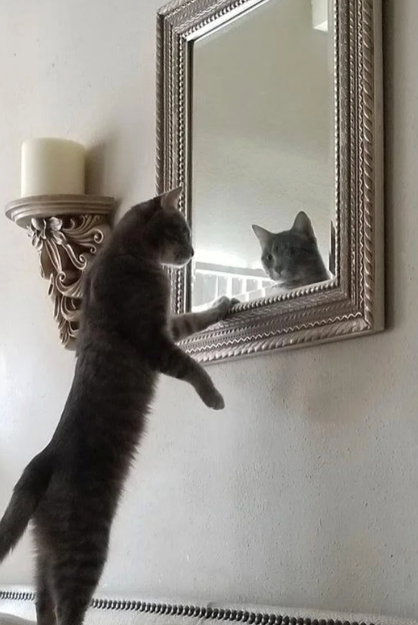 Cheezburger Image 10625392384