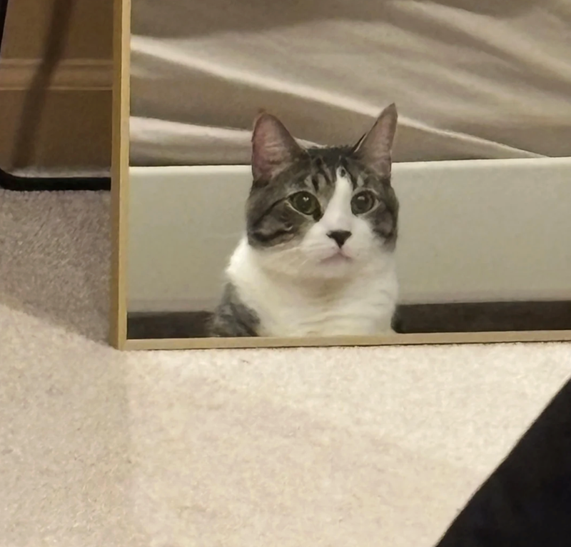 Cheezburger Image 10625393152