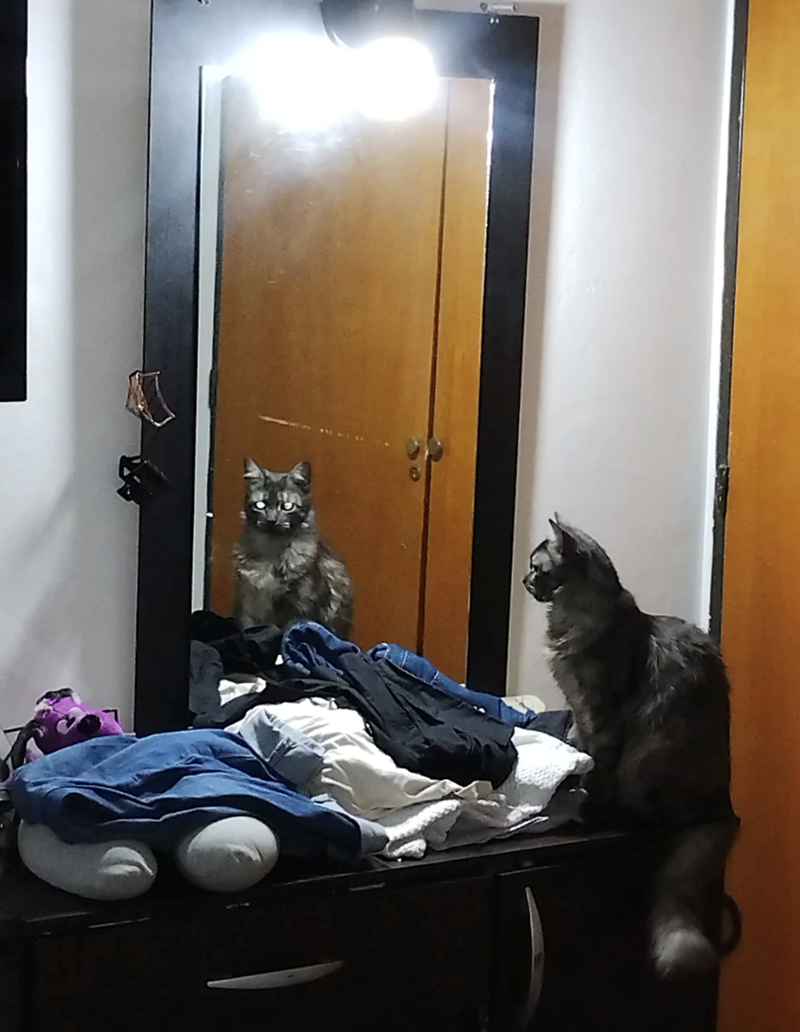 Cheezburger Image 10625393408