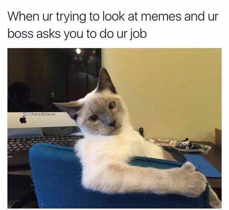 When ur trying to look at memes and ur boss asks you to do ur job headsteve