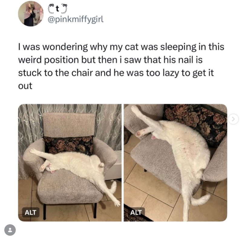 Ct @pinkmiffygirl I was wondering why my cat was sleeping in this weird position but then i saw that his nail is stuck to the chair and he was too lazy to get it out ALT ALT