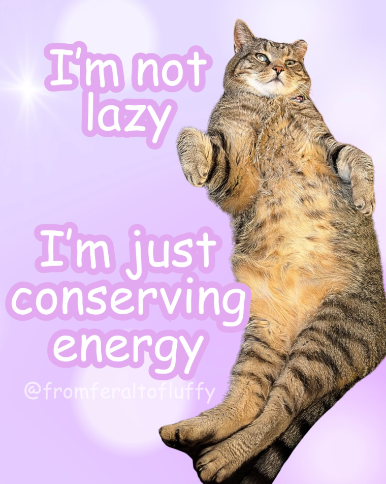 I'm not lazy I'm just conserving energy @fromferaltofluffy