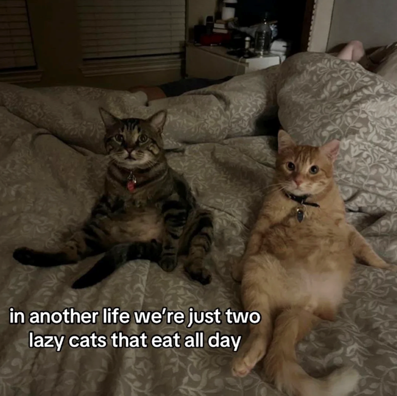 in another life we're just two lazy cats that eat all day
