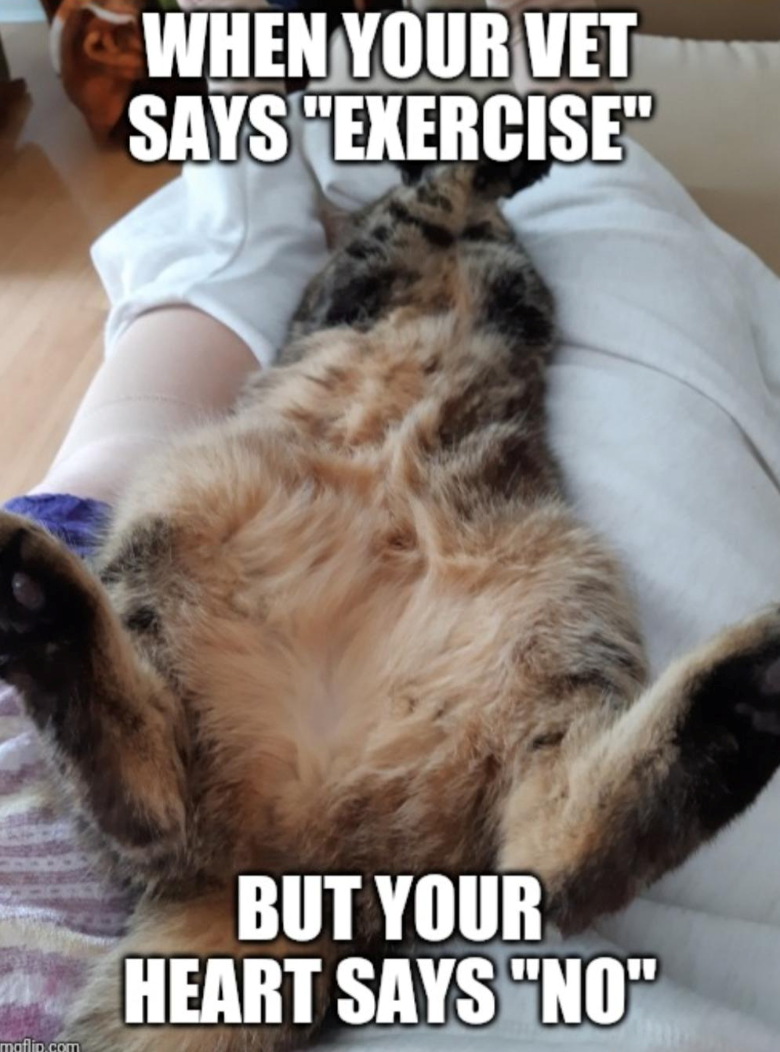 WHEN YOUR VET SAYS "EXERCISE" maflip.com BUT YOUR HEART SAYS "NO"