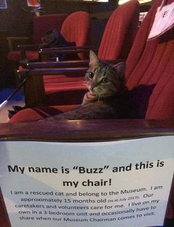 My name is "Buzz" and this is my chair! I am a rescued cat and belong to the Museum. I am approximately 15 months old (as at July 2017). Our caretakers and volunteers care for me. I live on my own in a 3-bedroom unit and occasionally have to share when our Museum Chairman comes to visit.