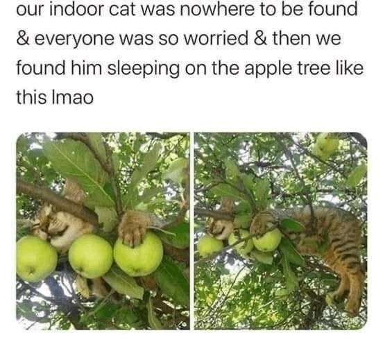 our indoor cat was nowhere to be found & everyone was so worried & then we found him sleeping on the apple tree like this Imao