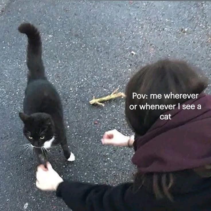 Pov: me wherever or whenever I see a cat