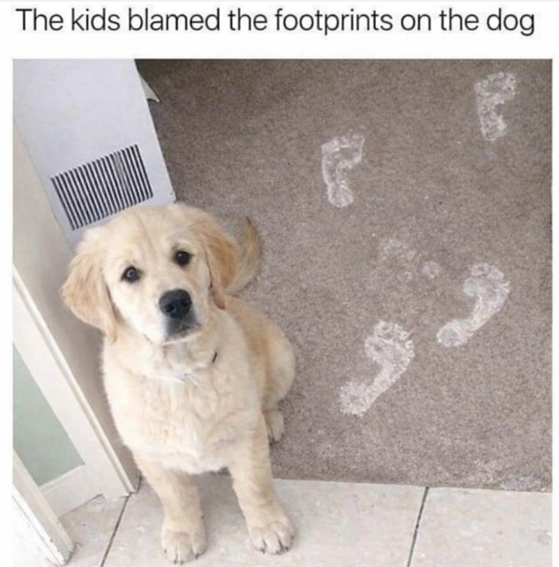 The kids blamed the footprints on the dog