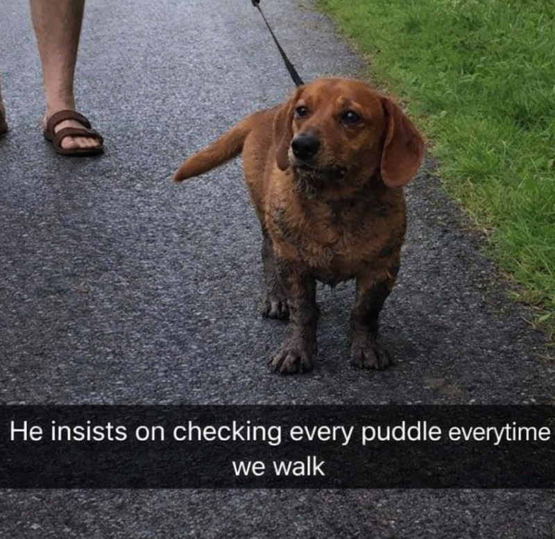 He insists on checking every puddle everytime we walk