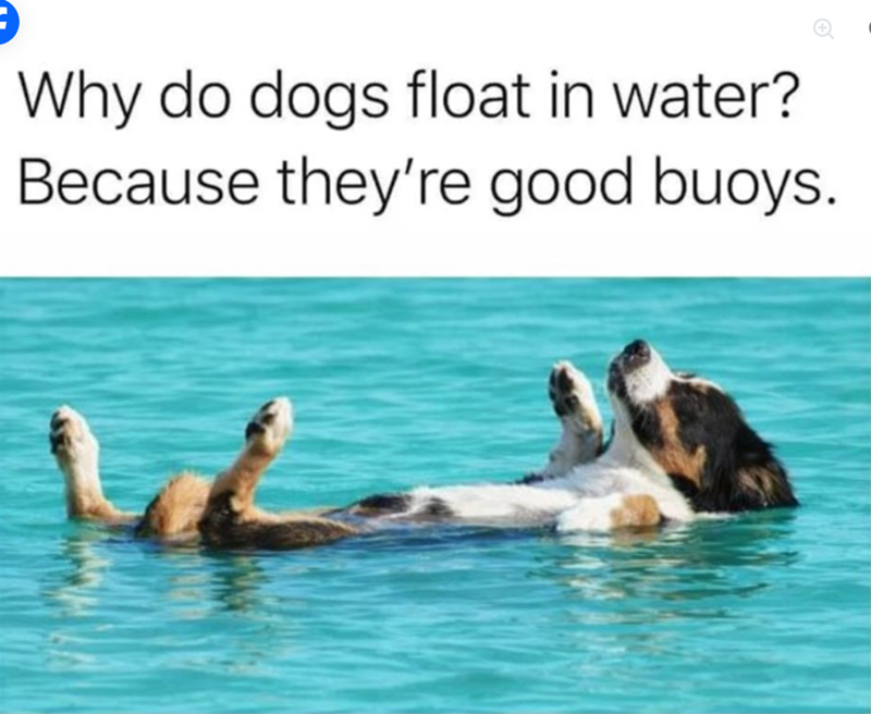 Why do dogs float in water? Because they're good buoys.