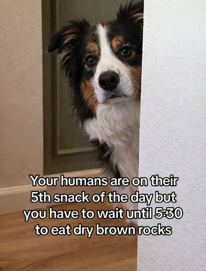 Your humans are on their 5th snack of the day but you have to wait until 5:30 to eat dry brown rocks