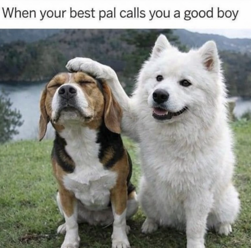 When your best pal calls you a good boy