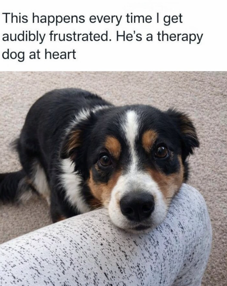 This happens every time I get audibly frustrated. He's a therapy dog at heart