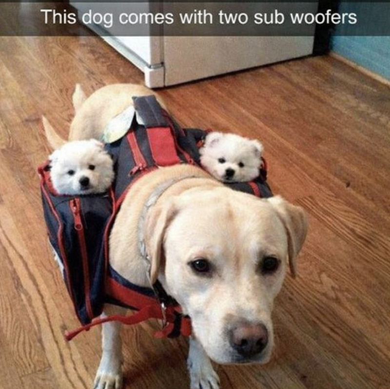 This dog comes with two sub woofers