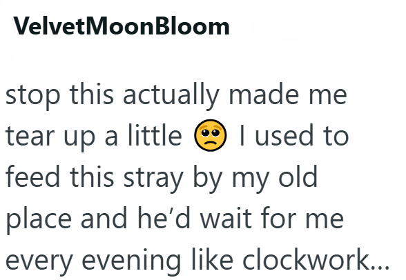 Velvet MoonBloom stop this actually made me tear up a little I used to feed this stray by my old place and he'd wait for me every evening like clockwork...