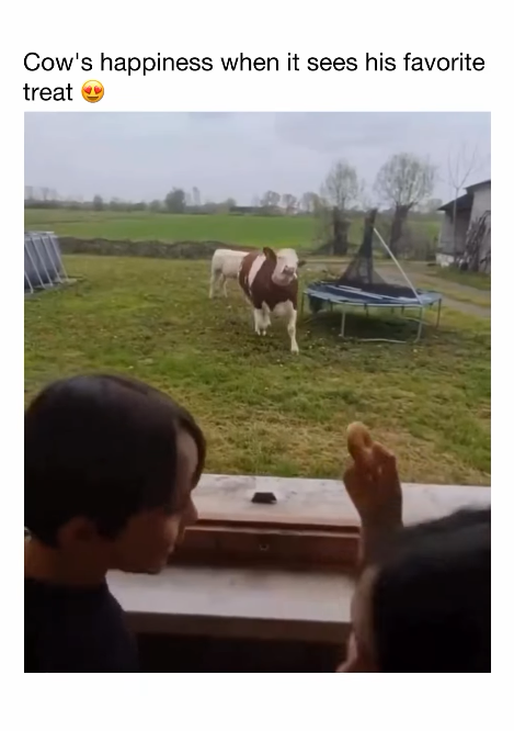 Cow's happiness when it sees his favorite treat